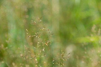Green background of a grass panicle, plant detail