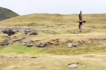 Flying arctic skua on the Faroe Islands, with green grass and rocks in the background