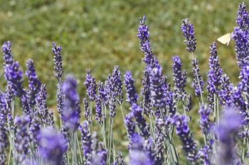 Lavender Flovers in the Field