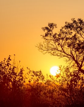 African sunset through silhouetted trees with copy space in the golden sky