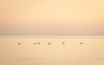 Pelicans glide across the Makgadikgadi Pan at dusk in Botswana, Africa