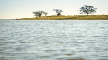 Pelicans in the Makgadikgadi Pan, Botswana, Africa with copy space in the foreground