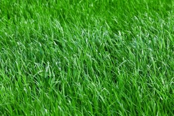 Green grass seamless texture.  grass background.  Beautiful green grass