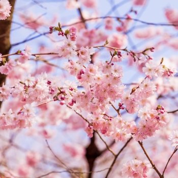 Spring Sakura Cherry Blossom.  pink blossom sukura flowers