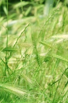 background of seeding summer grass stems