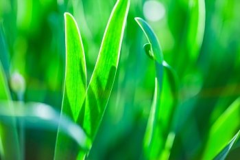 Green grass. Soft focus. The Beautiful spring flowers background. Nature bokeh