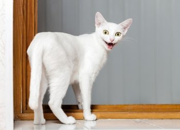 Funny Crazy Cat. Funny evil white cat with open mouth