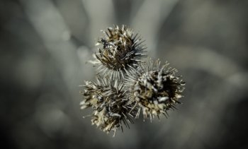 dried burdock photographed close up