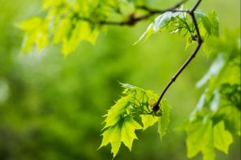 young green leaves of maple on a branch