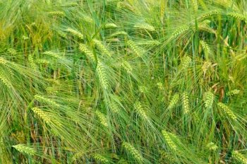 bright background of wheat ears
