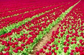 Holland Tulips in the Field Ready for Harvest