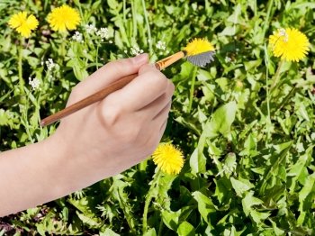 nature concept - hand with paintbrush paints yellow dandelion flower on green meadow