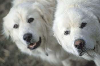 White Dogs