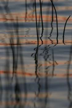Reeds in water