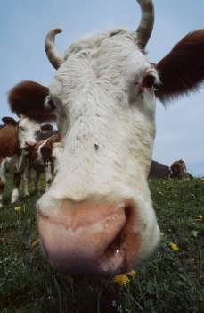 Nose of a Cow