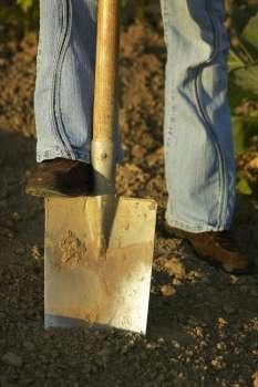 Driving A Shovel Into The Garden Soil