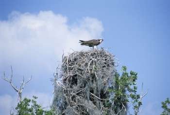 Osprey Perched on Huge Nest