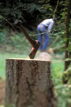 Logger with Hatchet in Foreground