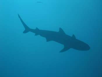 Close-up of a reef shark, Moorea, Tahiti, French Polynesia, South Pacific