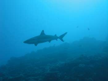 Underwater view of a reef shark, Moorea, Tahiti, French Polynesia, South Pacific
