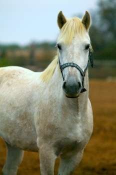 White Horse With Bridle