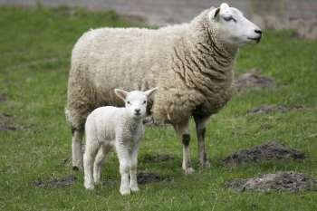 Lamb standing next to it´s mom