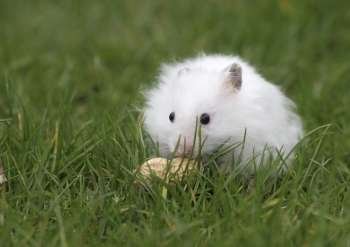 Little white hamster finds something to eat