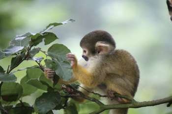 Cute little squirrel monkey munching on some leaves