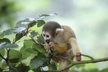 Cute little squirrelmonkey munching on some leaves