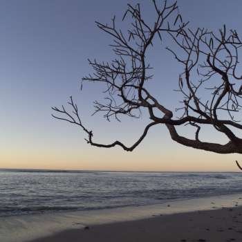 Silhouette of tree on beach in Costa Rica