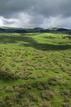Aerial of Maui, Hawaii countryside with green grass and trees.