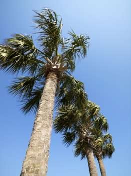 Low angle view of palms trees with blue sky.