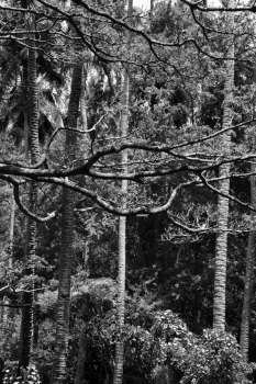 Black and white of branches and coconut palm trees with textured bark.