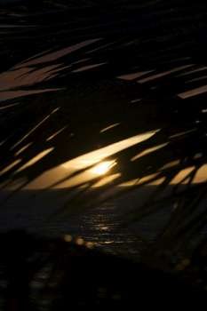 Palm leaf silhouette against sunset over ocean in Maui, Hawaii, USA.