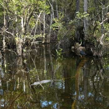 American Alligator swimming in wetland of Everglades National Park, Florida, USA.