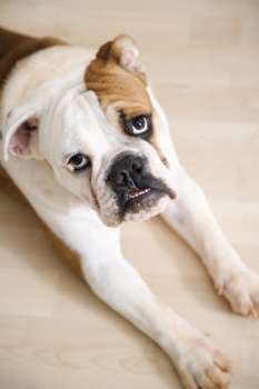 English Bulldog lying on wood floor with feet outstretched looking at viewer.