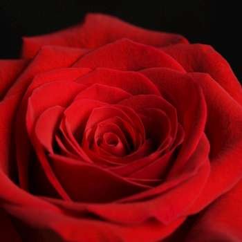 Close-up of red rose against black background.