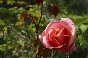 A red rose flower in a garden.