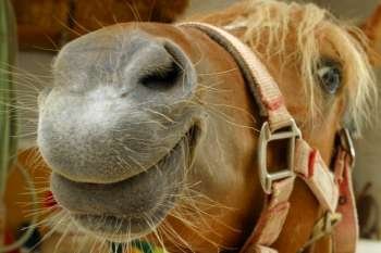 Close-up image of a horse´s nose and it´s smiling!
