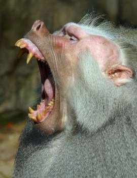 A monkey With a huge mouth
