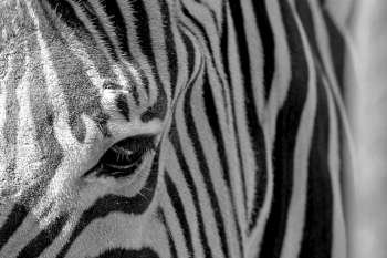 The detail of a Zebra´s pattern.