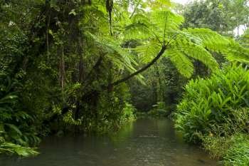 A stock photograph of lush green rainforrest in North east Australia.