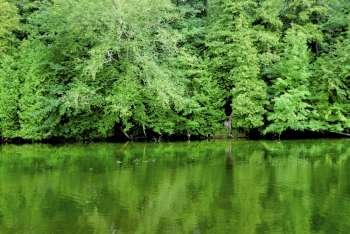 Green reflection of a forest in calm river water