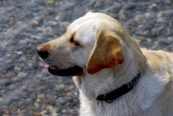 Portrait of a yellow lab