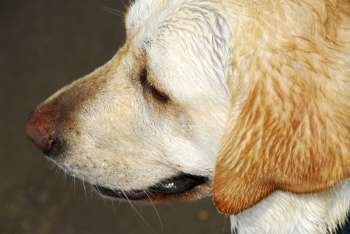 Portrait of an adorable yellow lab, profile