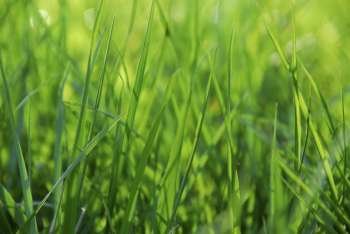 Green grass macro background with grass blades