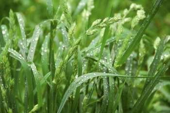 Macro of tall green grass blades with raindrops