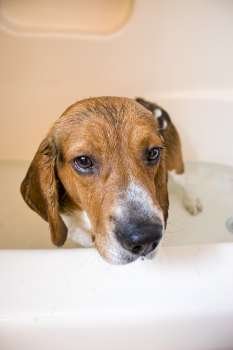 Dog being washed in bath tub