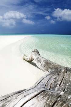 tropical beach: tree trunk left on the sand.