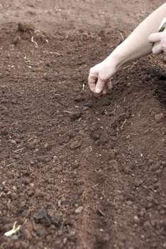 seeding vegetables manually on a prepared soil 